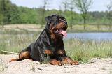 ROTTWEILER 303